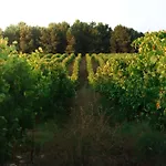Villa Lusus Wine House - Refugio Vinico Com Piscina No Dao