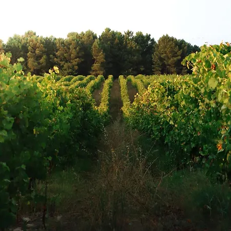 فيلة Lusus Wine House - Refugio Vinico Com Piscina No Dao